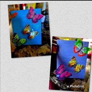 8 x 10 butterfly pictures